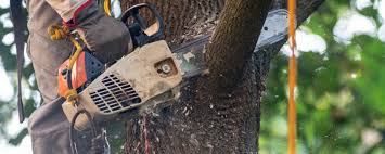 Best Tree Removal  in Midway, KY